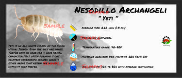 Nesodillo Archangeli Yeti Isopod Bin Label